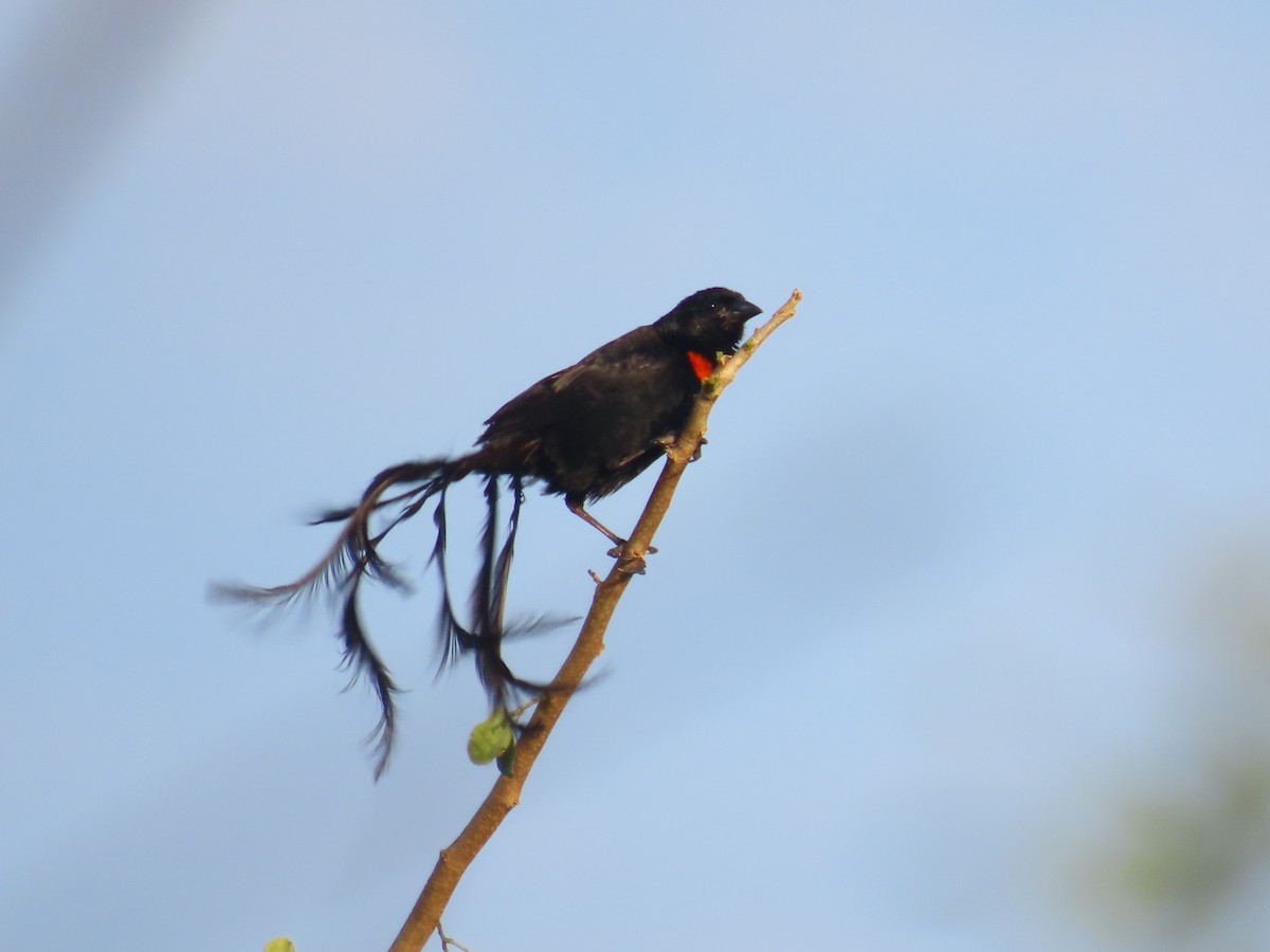 Red-collared Widowbird - ML638140237