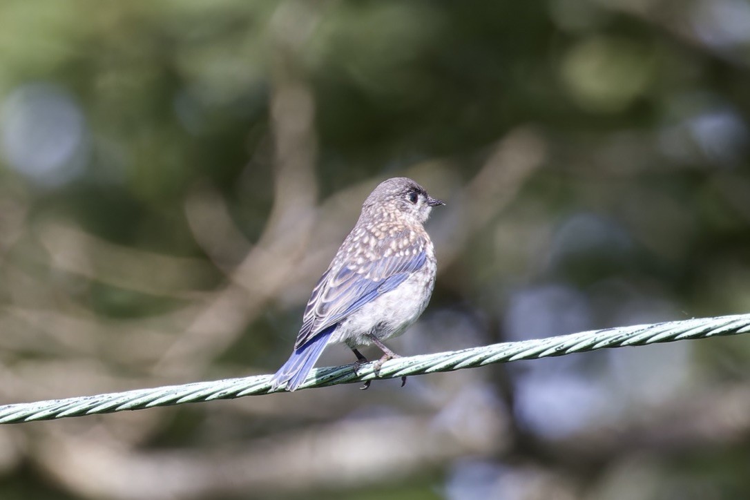 Eastern Bluebird - ML638140239