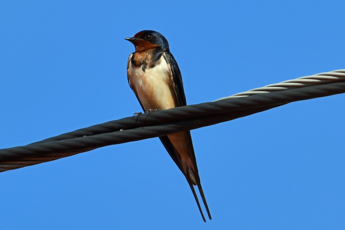 Barn Swallow - ML638140268