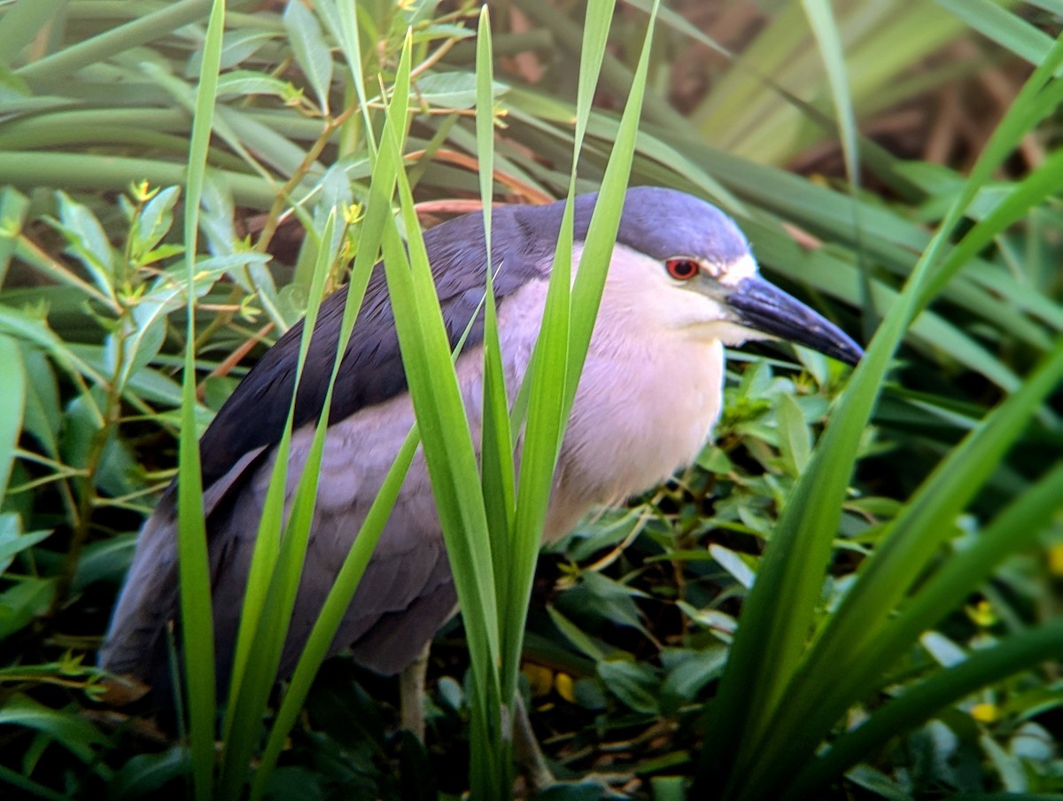 Black-crowned Night Heron - ML638140270