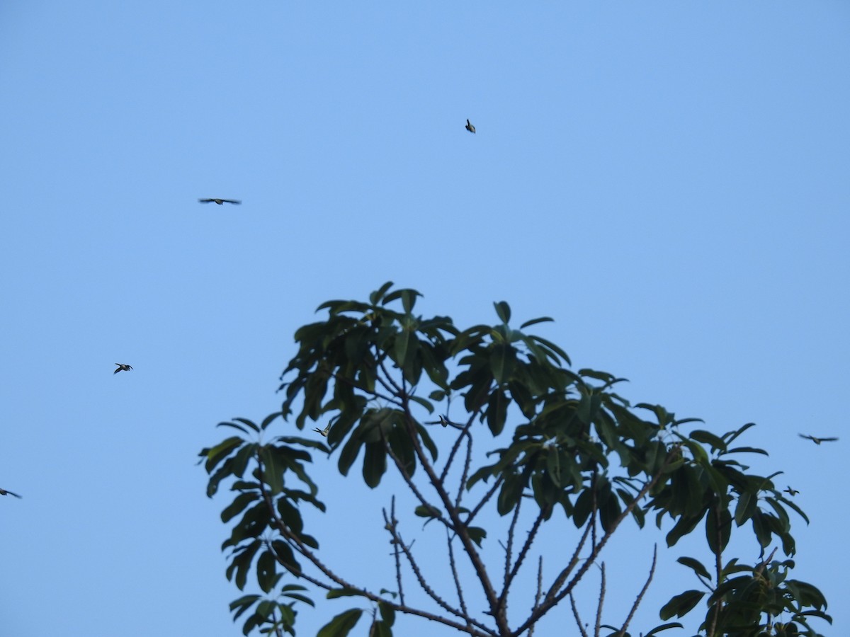 Ashy Minivet - ML638140271