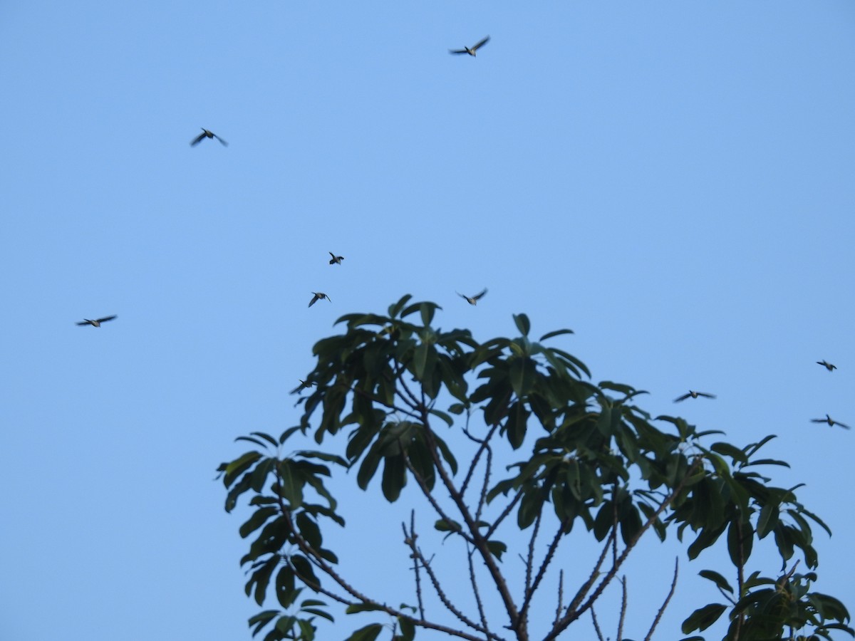 Ashy Minivet - ML638140272