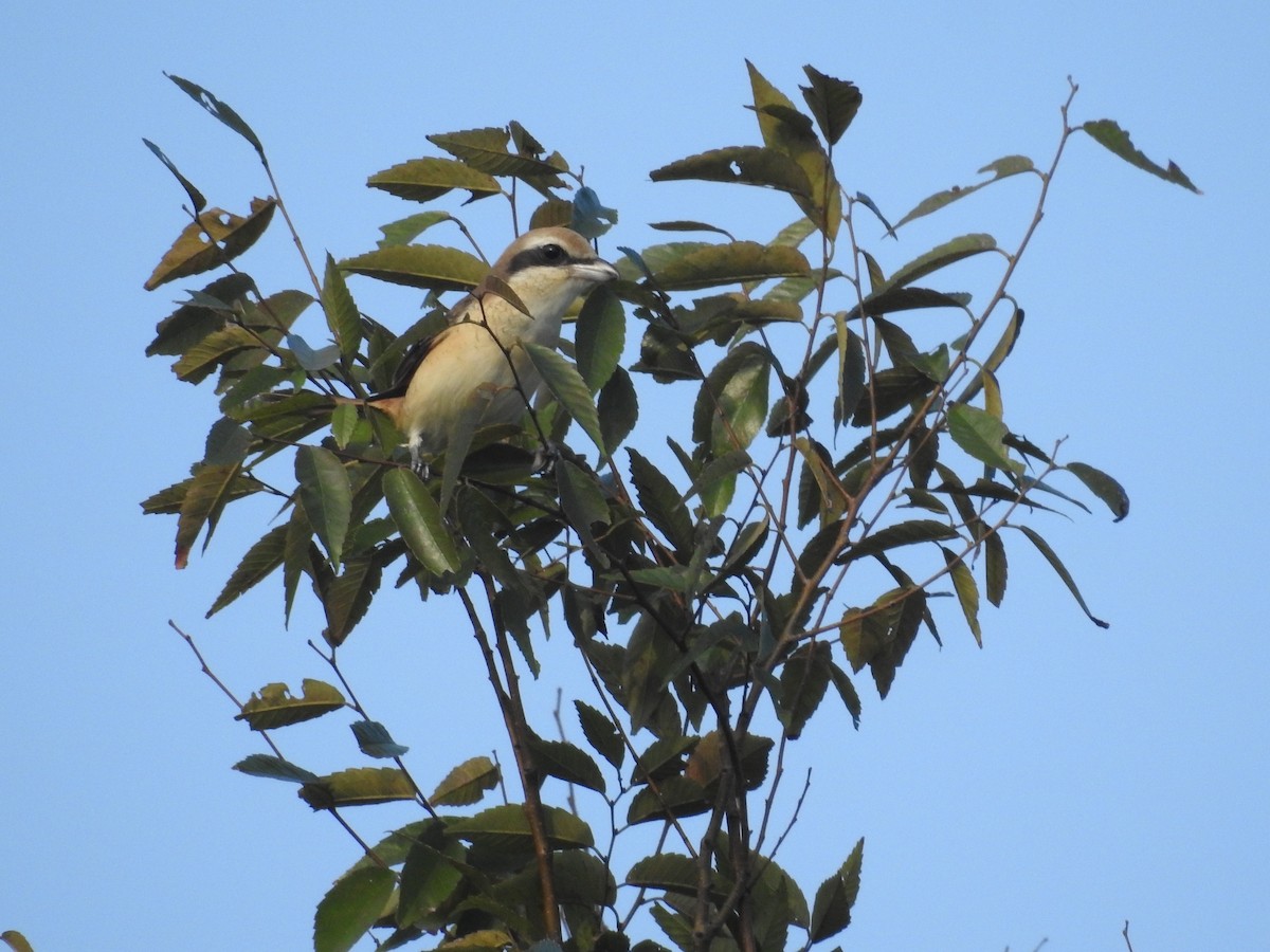 Brown Shrike - ML638140273