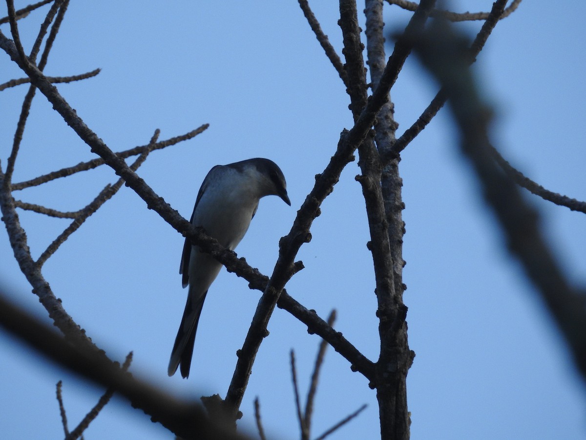 Ashy Minivet - ML638140274