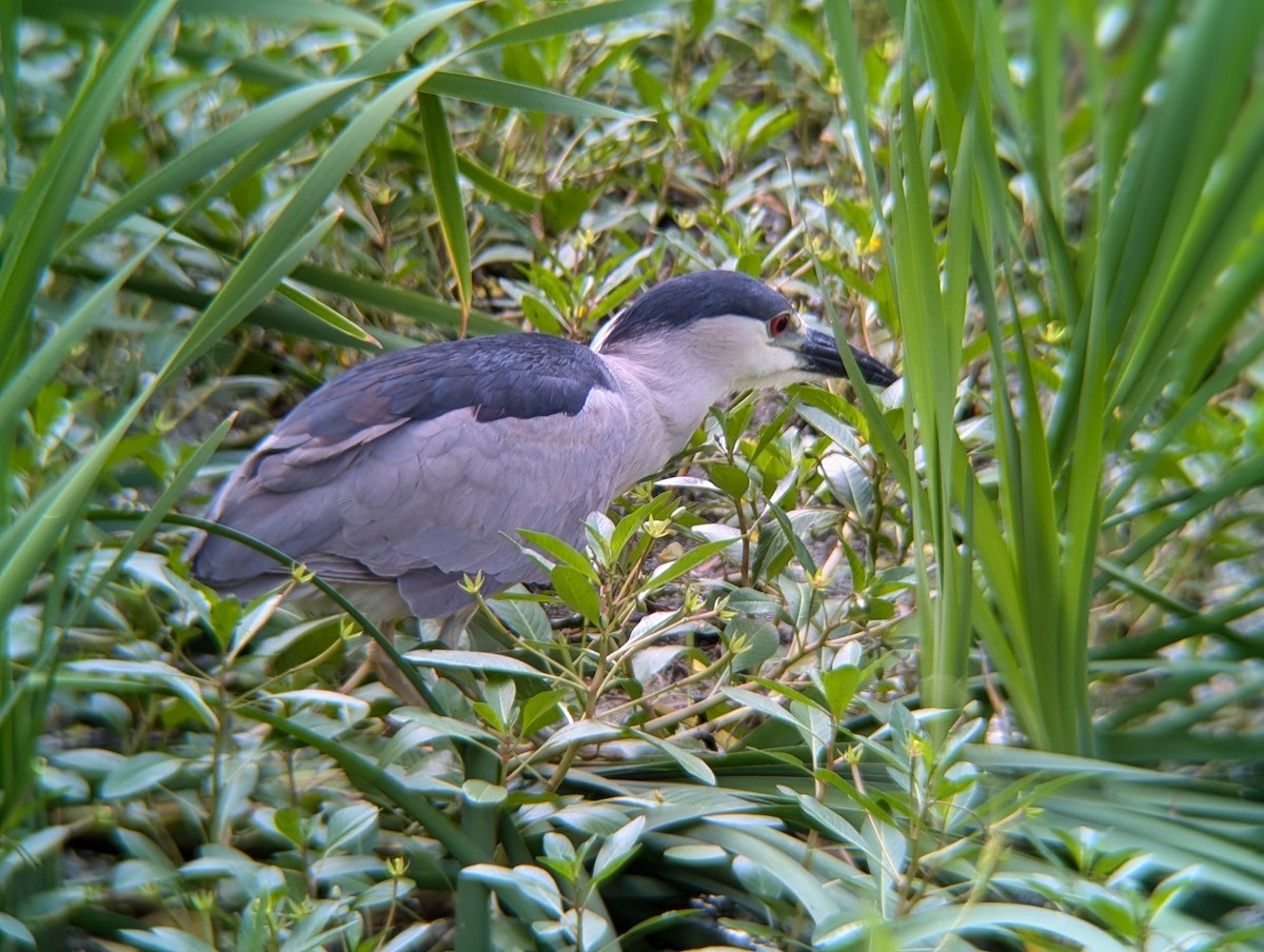 Black-crowned Night Heron - ML638140276