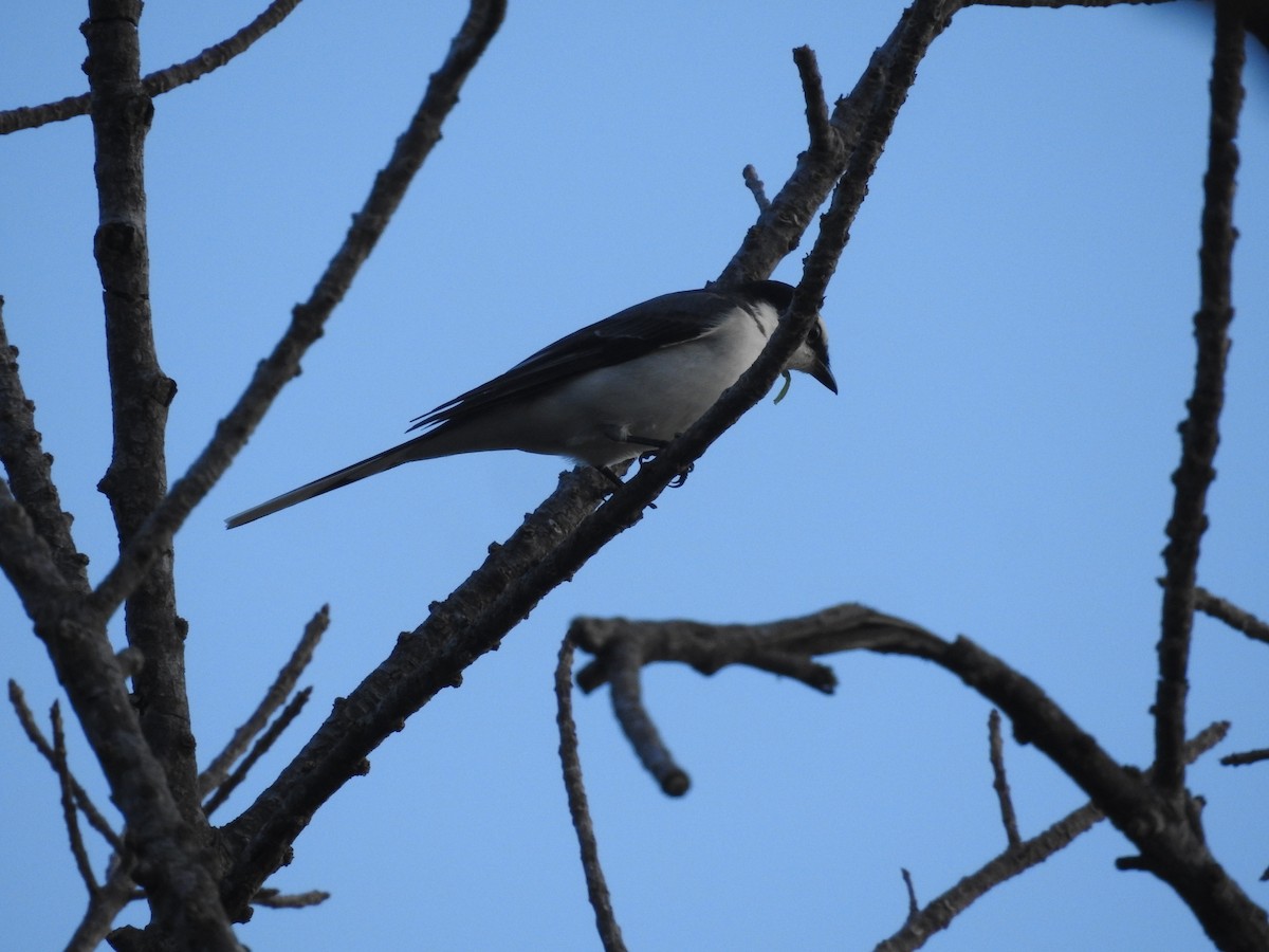 Ashy Minivet - ML638140277