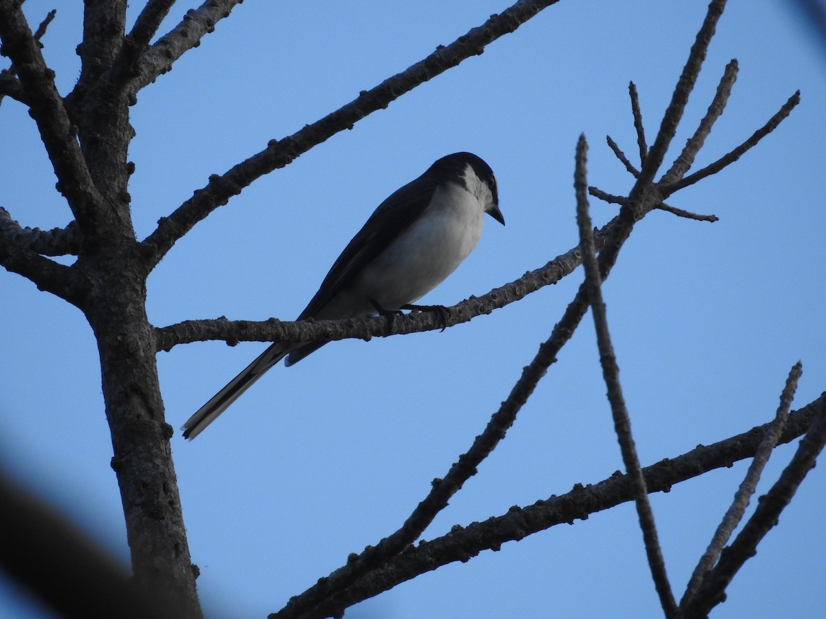 Ashy Minivet - ML638140278