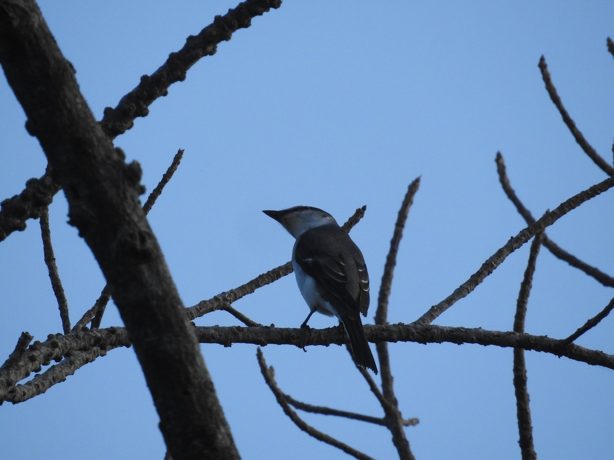 Ashy Minivet - ML638140279