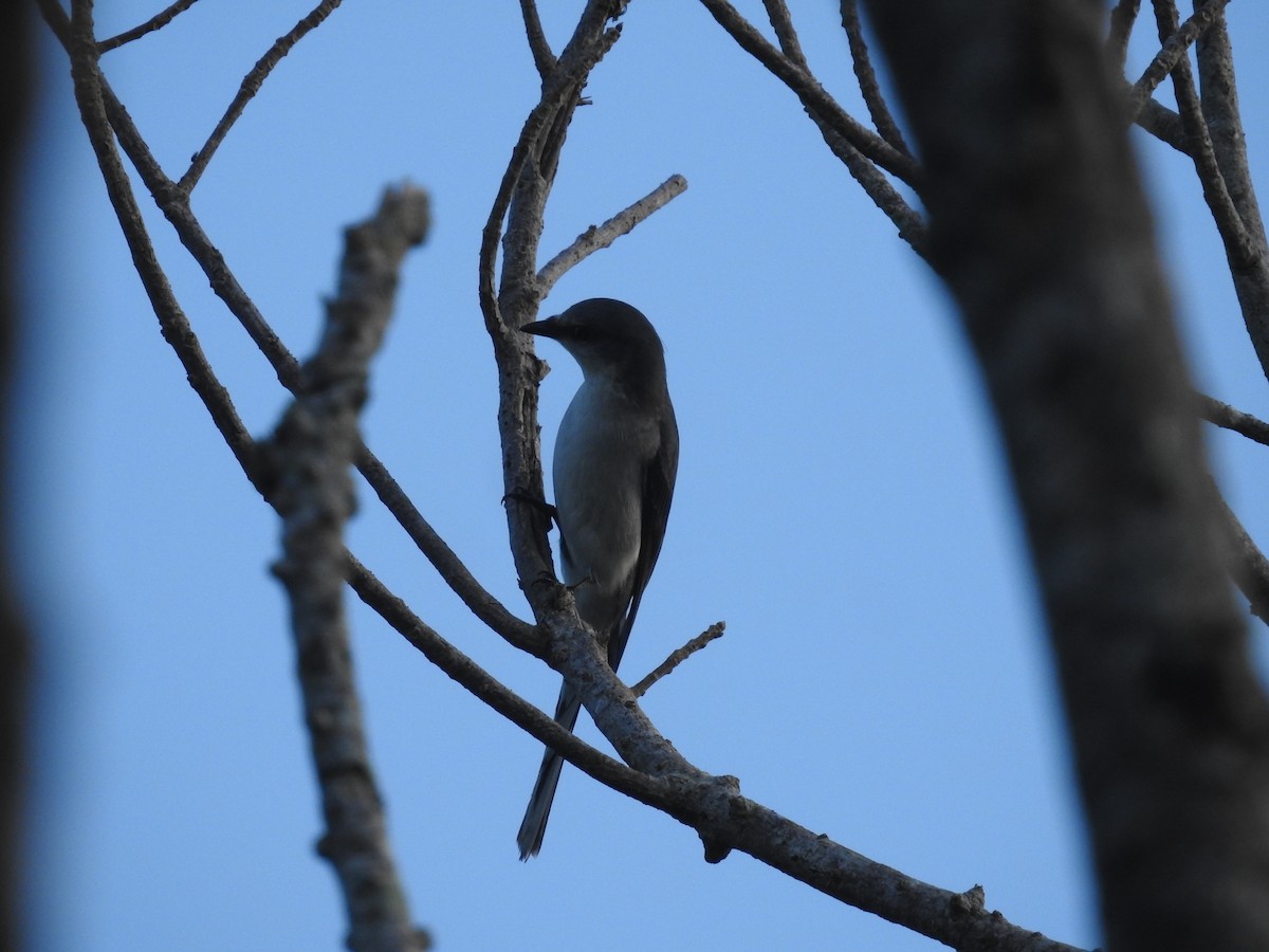 Ashy Minivet - ML638140280