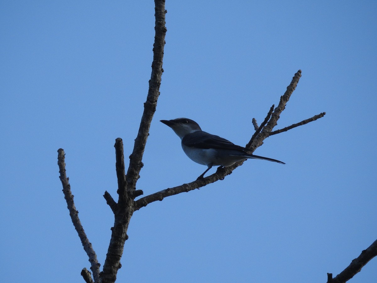 Ashy Minivet - ML638140281