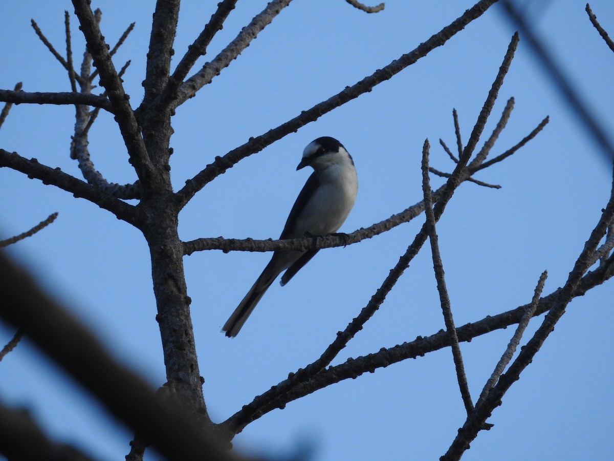 Ashy Minivet - ML638140282