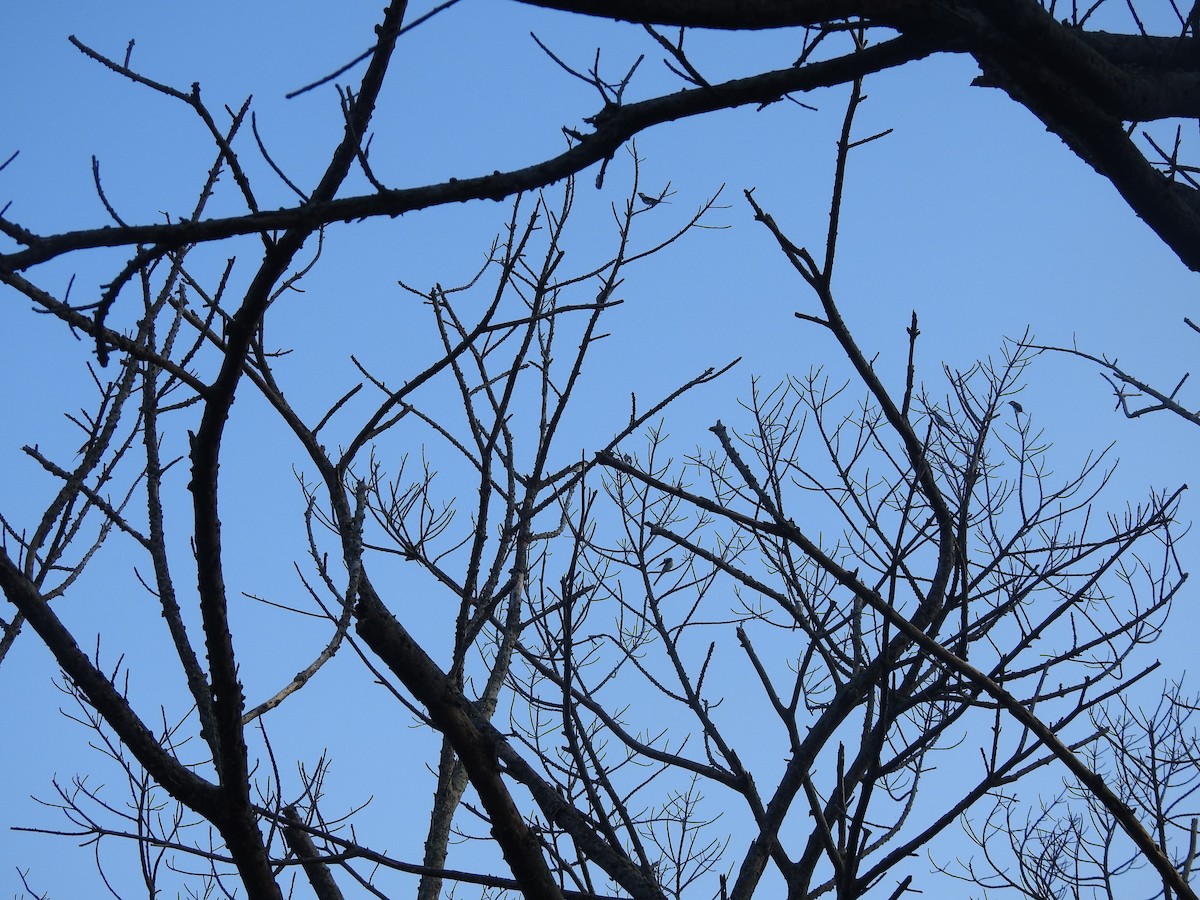 Ashy Minivet - ML638140283