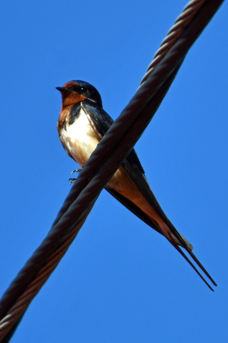 Barn Swallow - ML638140302