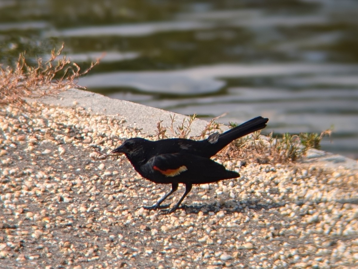 Red-winged Blackbird - ML638140305
