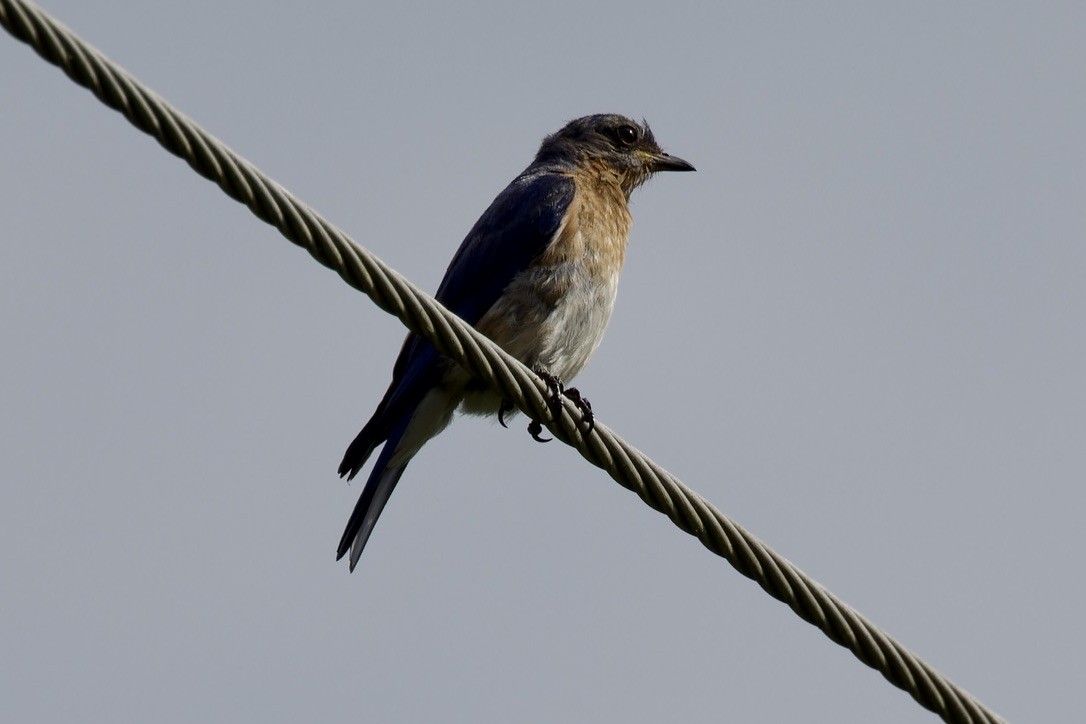 Eastern Bluebird - ML638140311