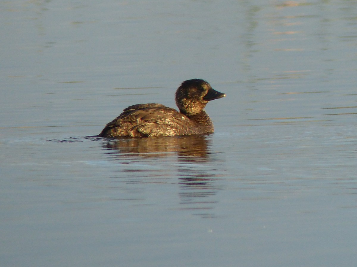 Musk Duck - ML638140320