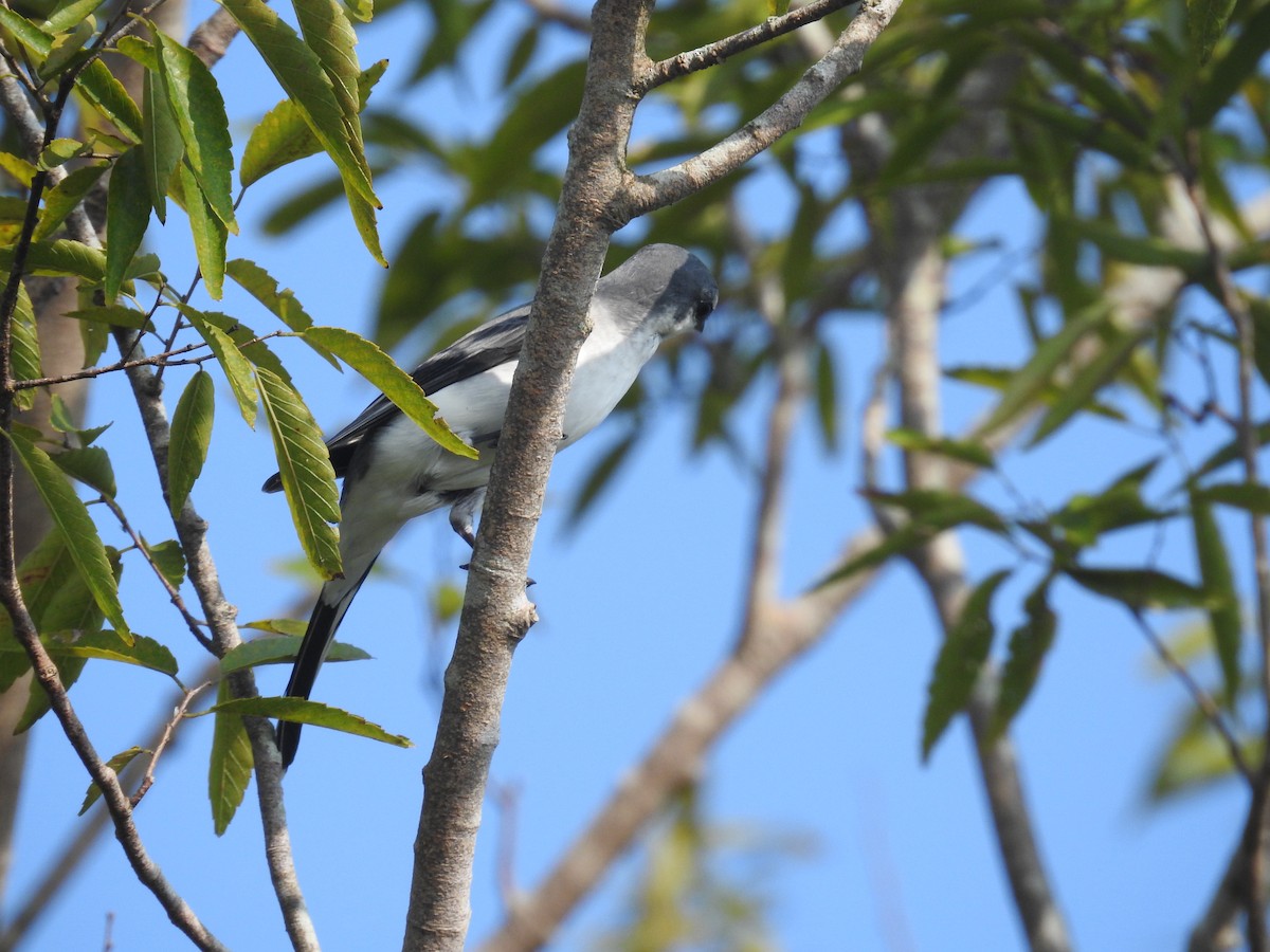 Ashy Minivet - ML638140324
