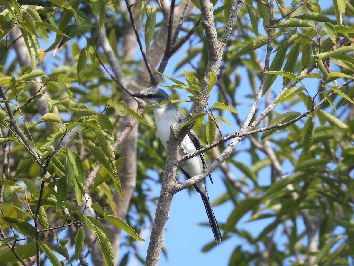 Ashy Minivet - ML638140325