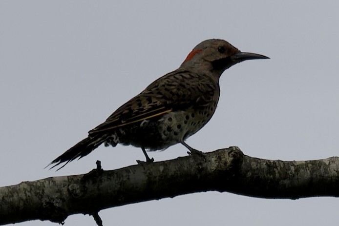 Northern Flicker - ML638140364