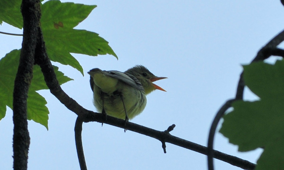 Icterine Warbler - ML638140366