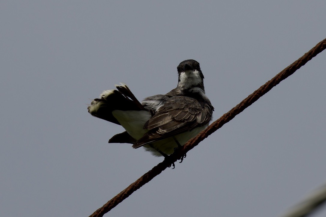 Eastern Kingbird - ML638140379