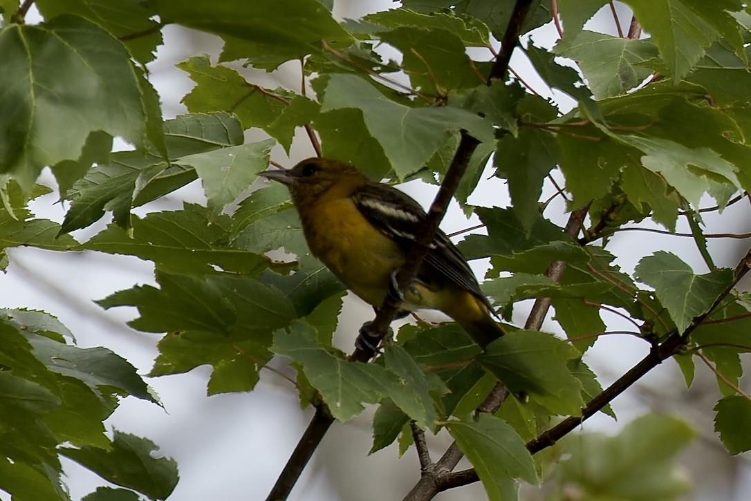 Baltimore Oriole - ML638140389