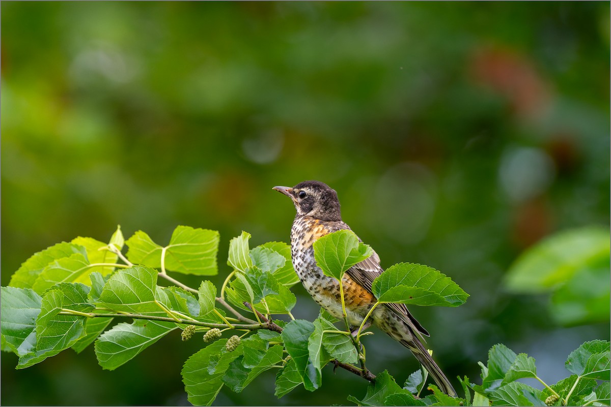 American Robin - ML638140390