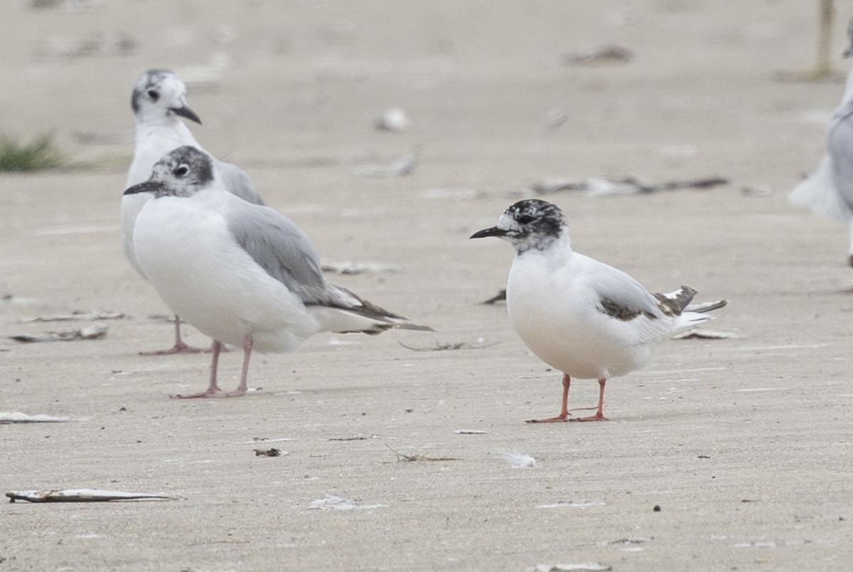 Little Gull - ML638140400