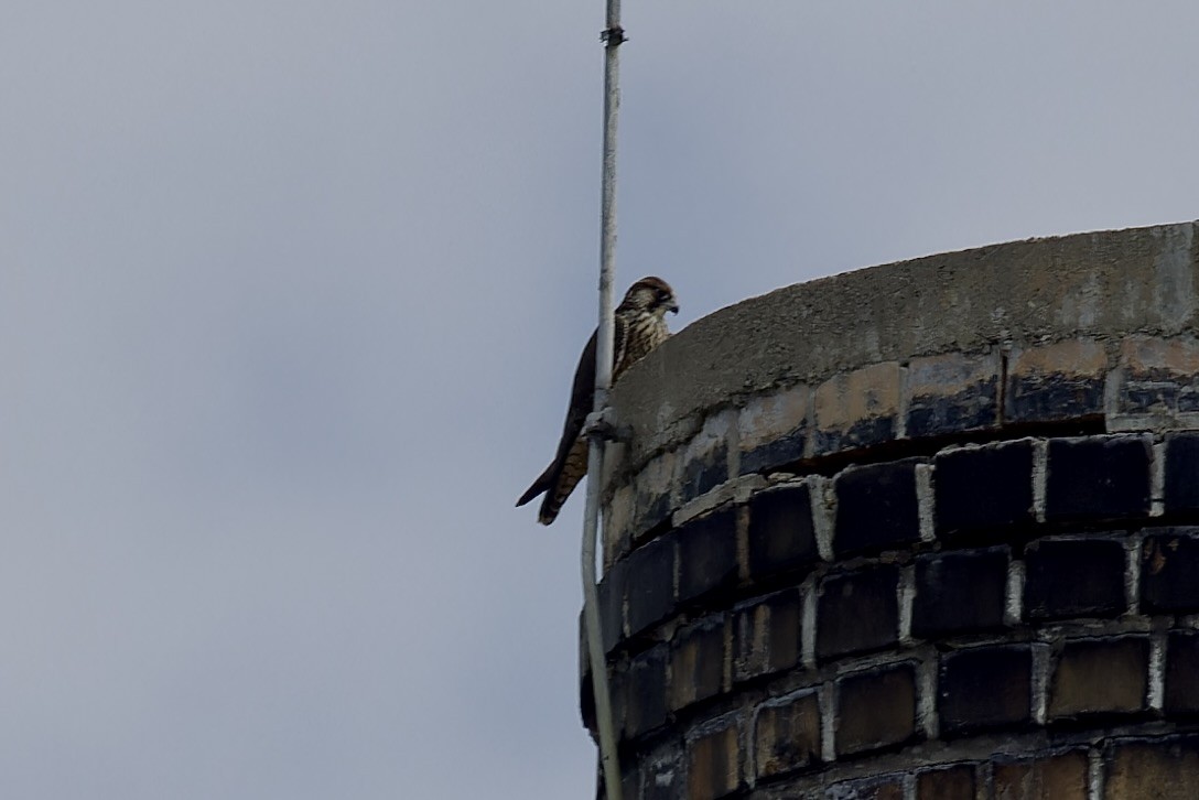 Peregrine Falcon - ML638140401