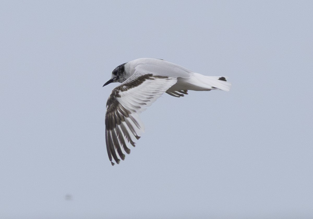 Little Gull - ML638140406