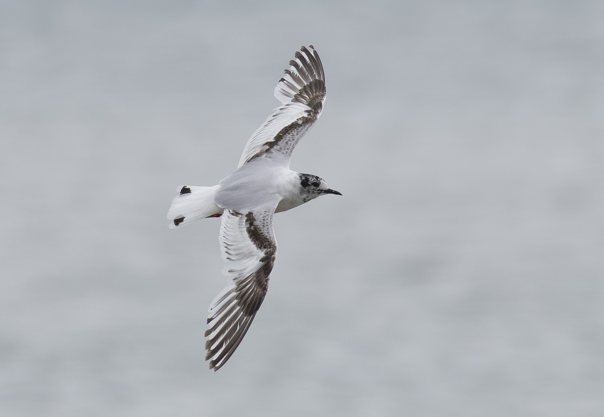 Little Gull - ML638140410