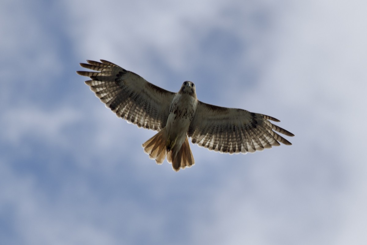 Red-tailed Hawk - ML638140411