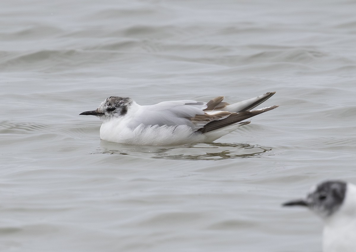 Little Gull - ML638140415