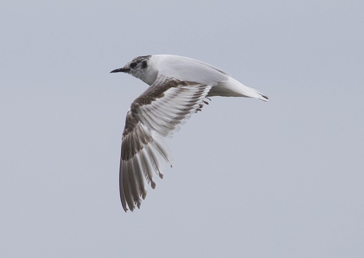 Little Gull - ML638140422