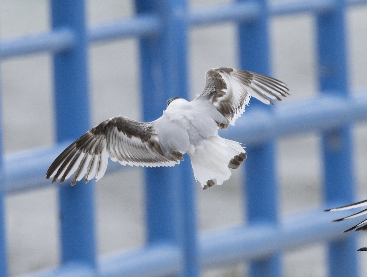 Little Gull - ML638140426