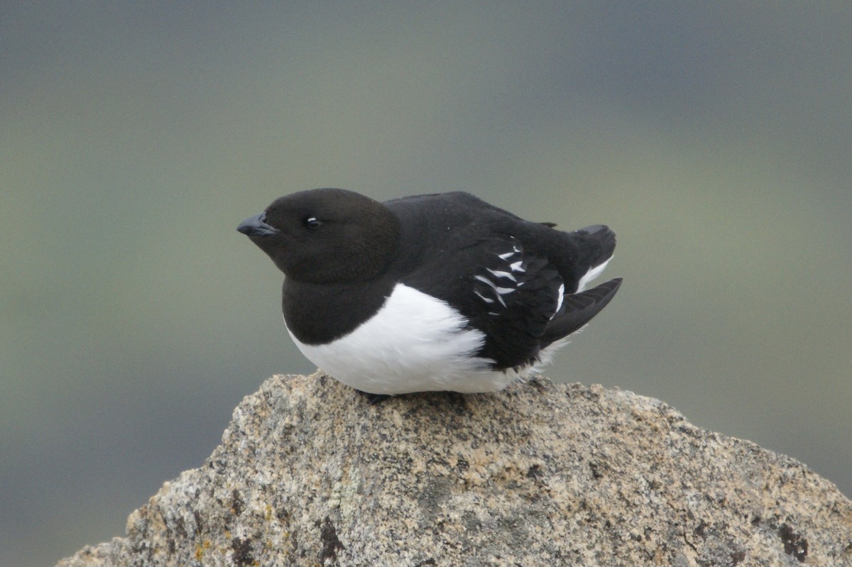 Dovekie - ML638140511