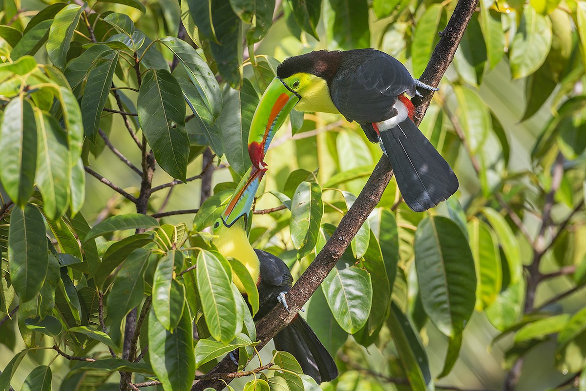 Keel-billed Toucan - ML638140566