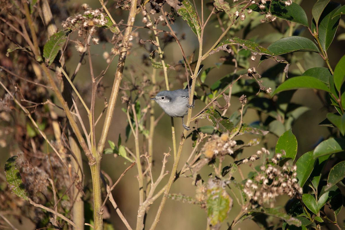 Masked Gnatcatcher - ML638140616