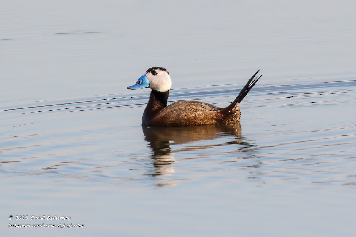 White-headed Duck - ML638140620