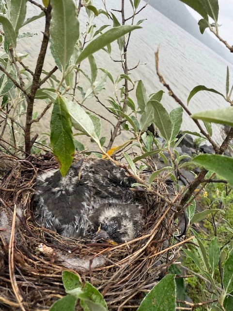 Eastern Kingbird - ML638140656