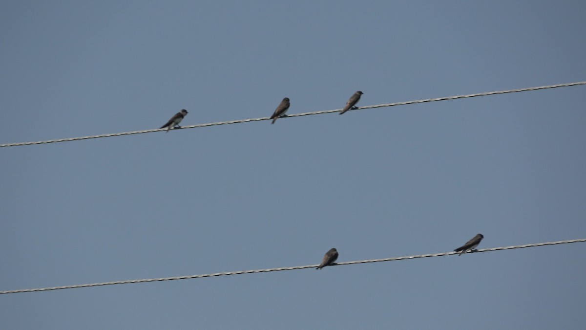 Pale Martin - ML638140659