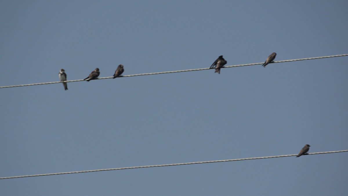 Pale Martin - ML638140660