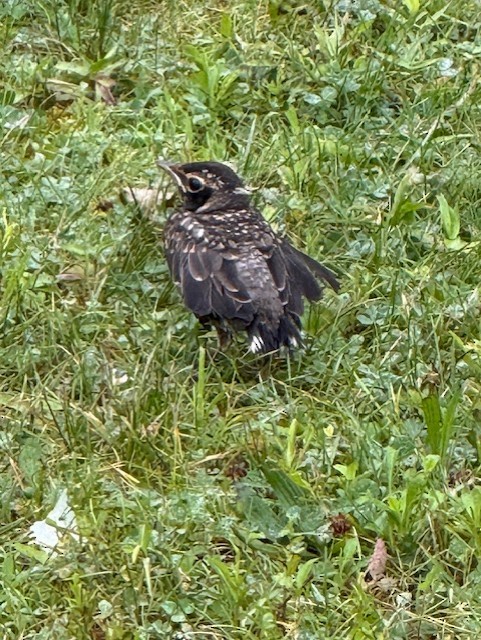 American Robin - ML638140666