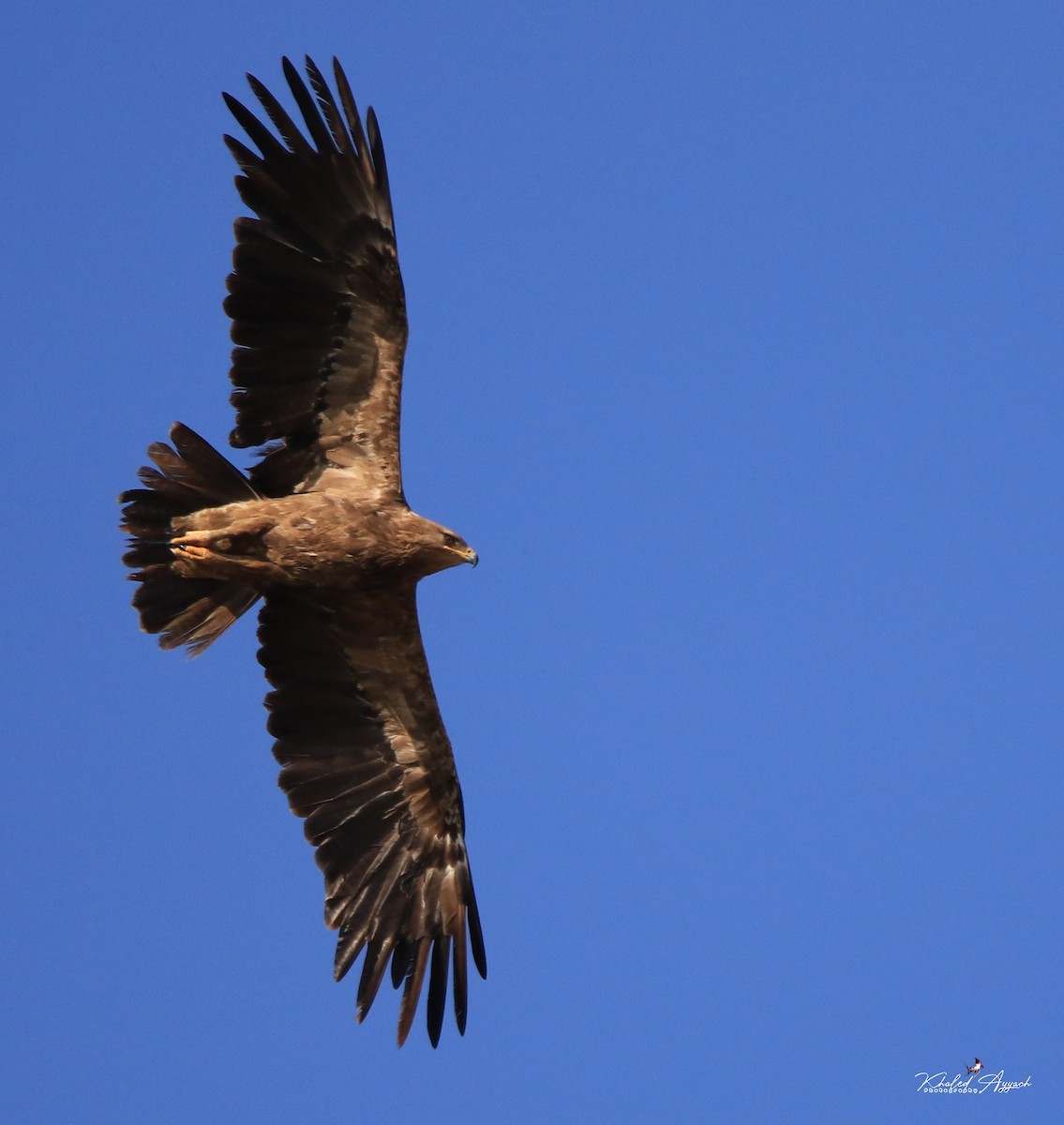Lesser Spotted Eagle - ML638140676