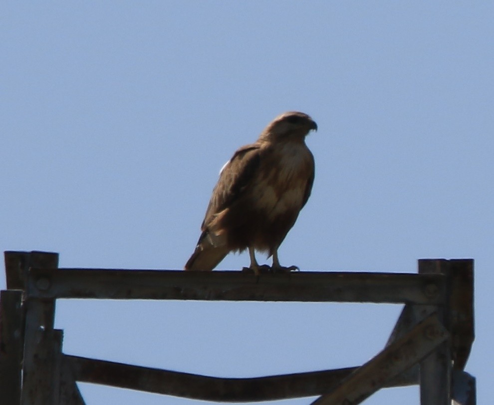 Long-legged Buzzard - ML638140680
