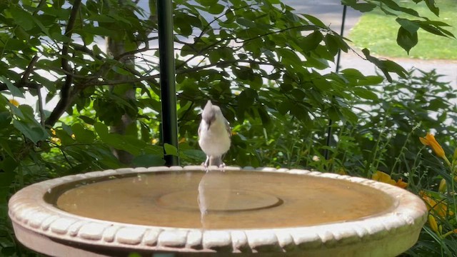 Tufted Titmouse - ML638140704