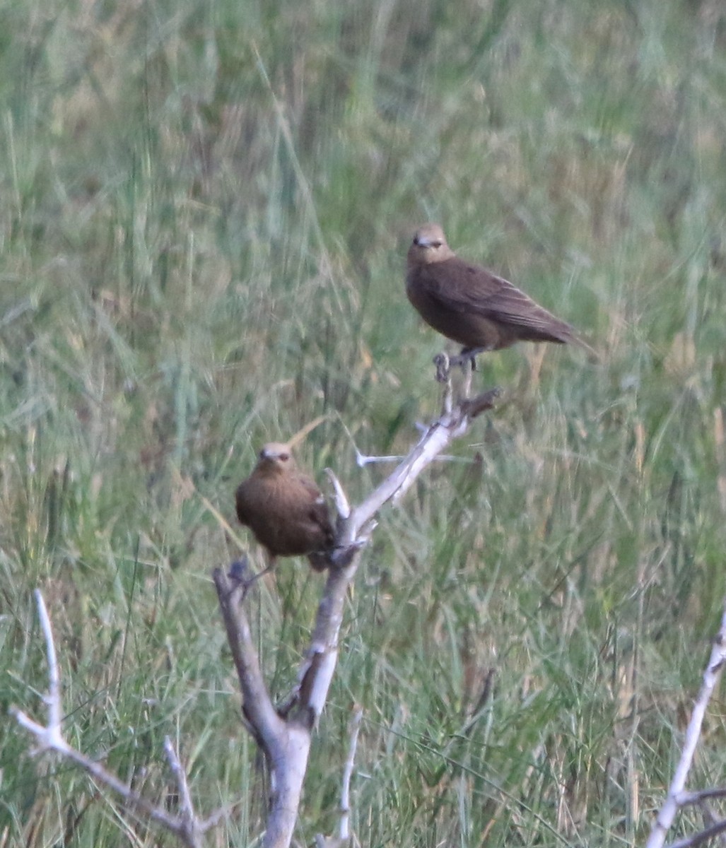 Spotless Starling - ML638140731