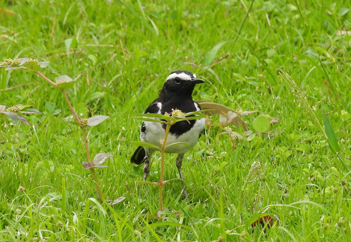 White-browed Wagtail - ML638140745