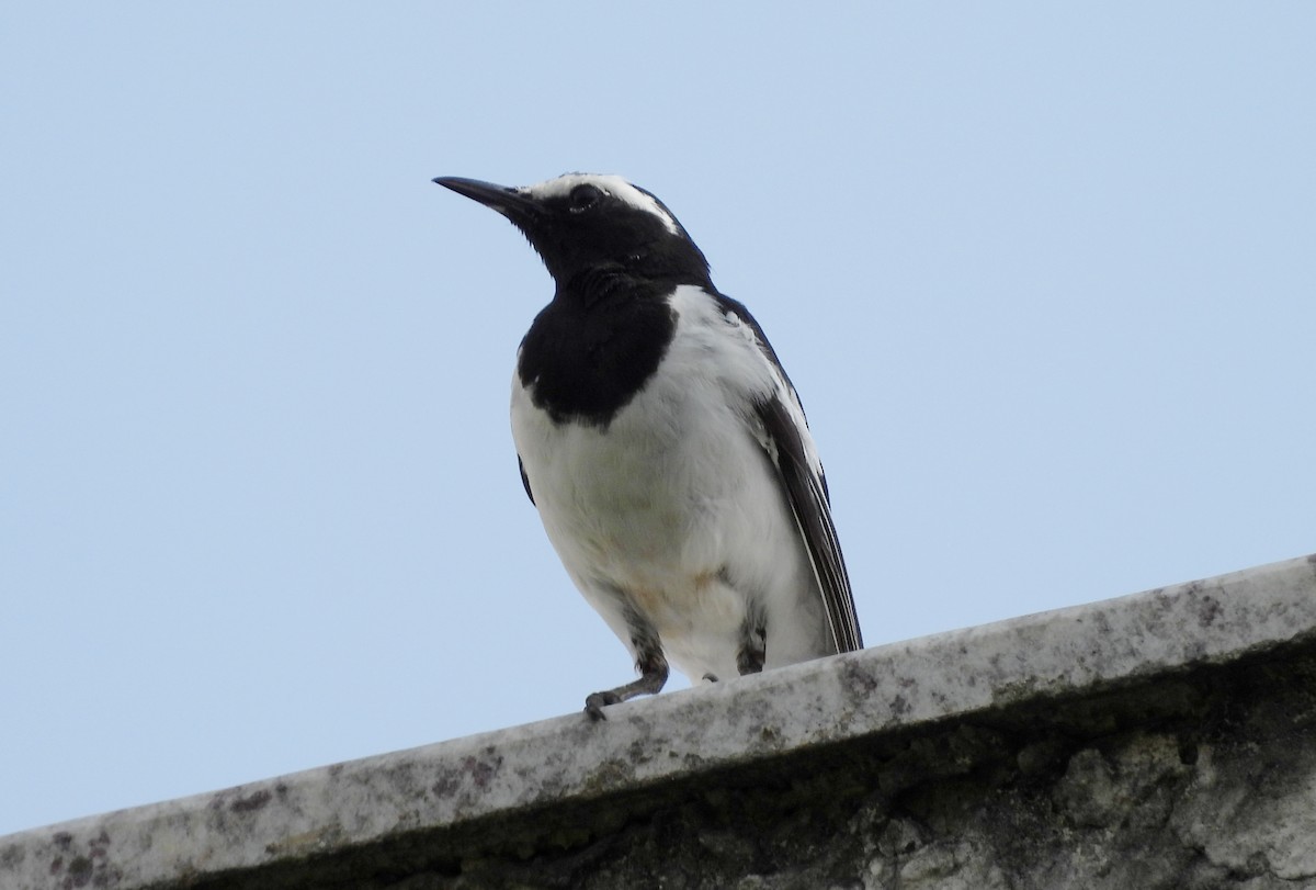 White-browed Wagtail - ML638140746