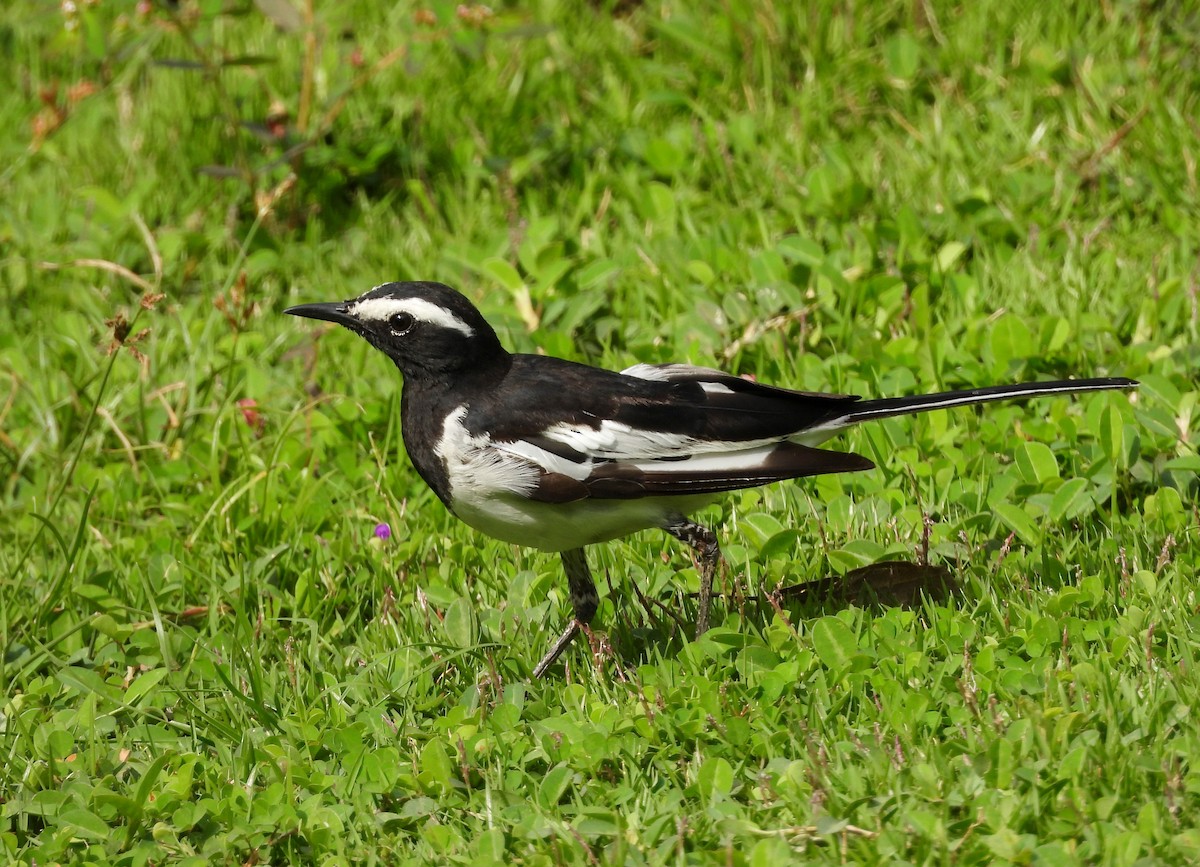 White-browed Wagtail - ML638140747